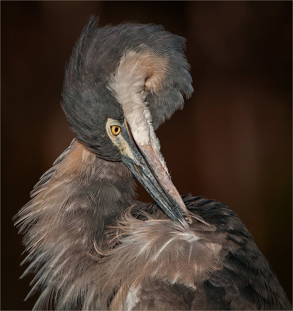 Dino Bottega 04 Preening young Heron