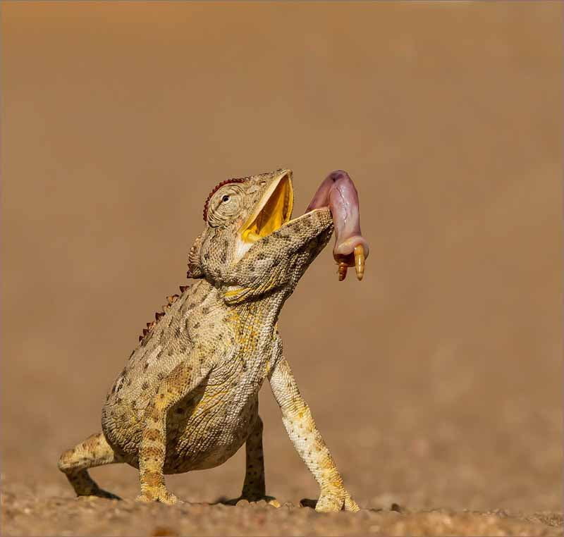 Evelyn Gibson At last my lunch 650