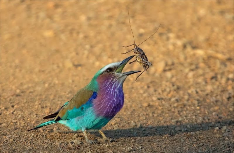 Flipping the Armoured beetle