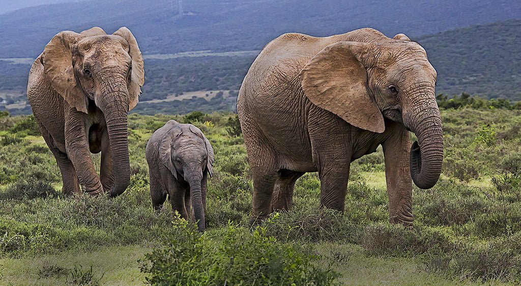 Lourens Du Rand Happy Family Miroc