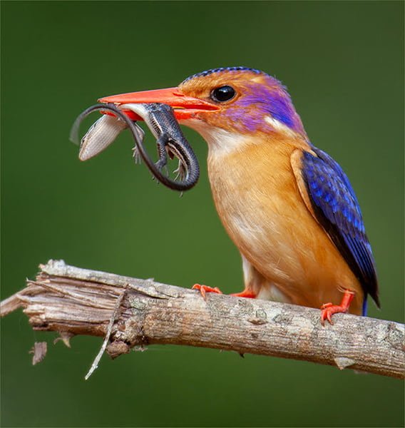 Pygmy Live Lizard catch Andre Serfontein