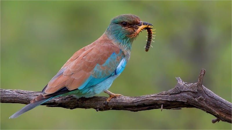 Roller with Centipede