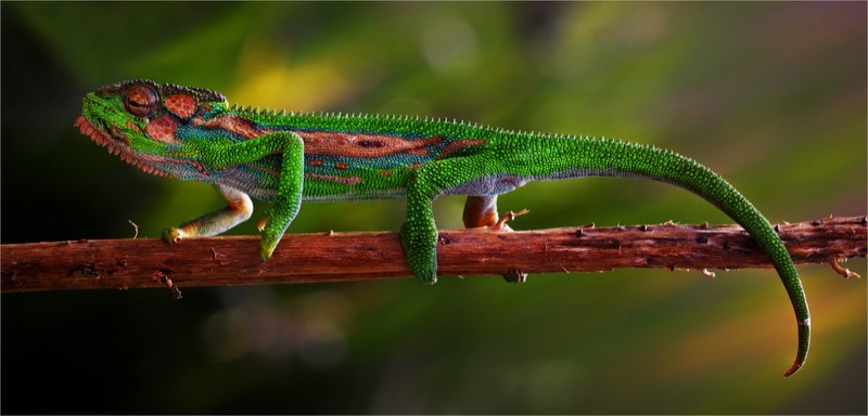 Stiff upperlip IMG 0073