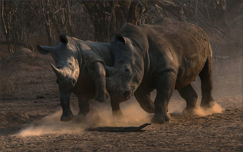 Treurnicht du Toit Overawe SOUTHAMPTON CAMERA CLUB MEDAL