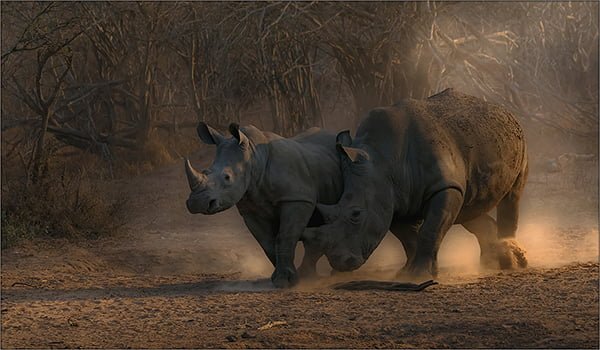 Treurnicht du Toit 2015 San Joaquin Valley Int Exh Stand Clear JUDGES CHOICE MEDAL