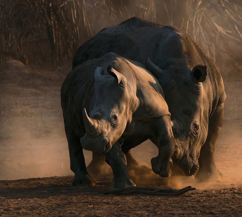 Treurnicht du Toit Discipline 2015 SAGUARO NATURE EXH Discipline SAGUARO GOLD MEDAL