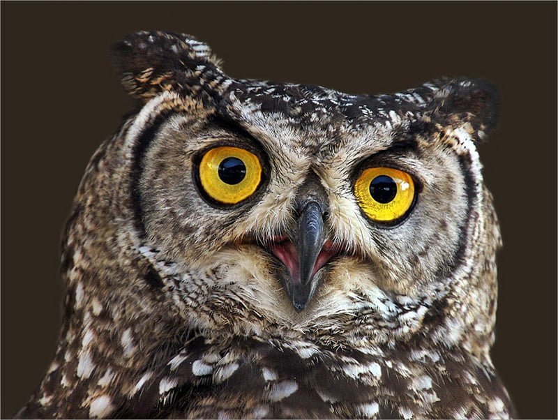 leon pelser yellow eyes