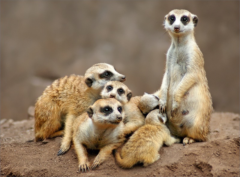 mongoose family