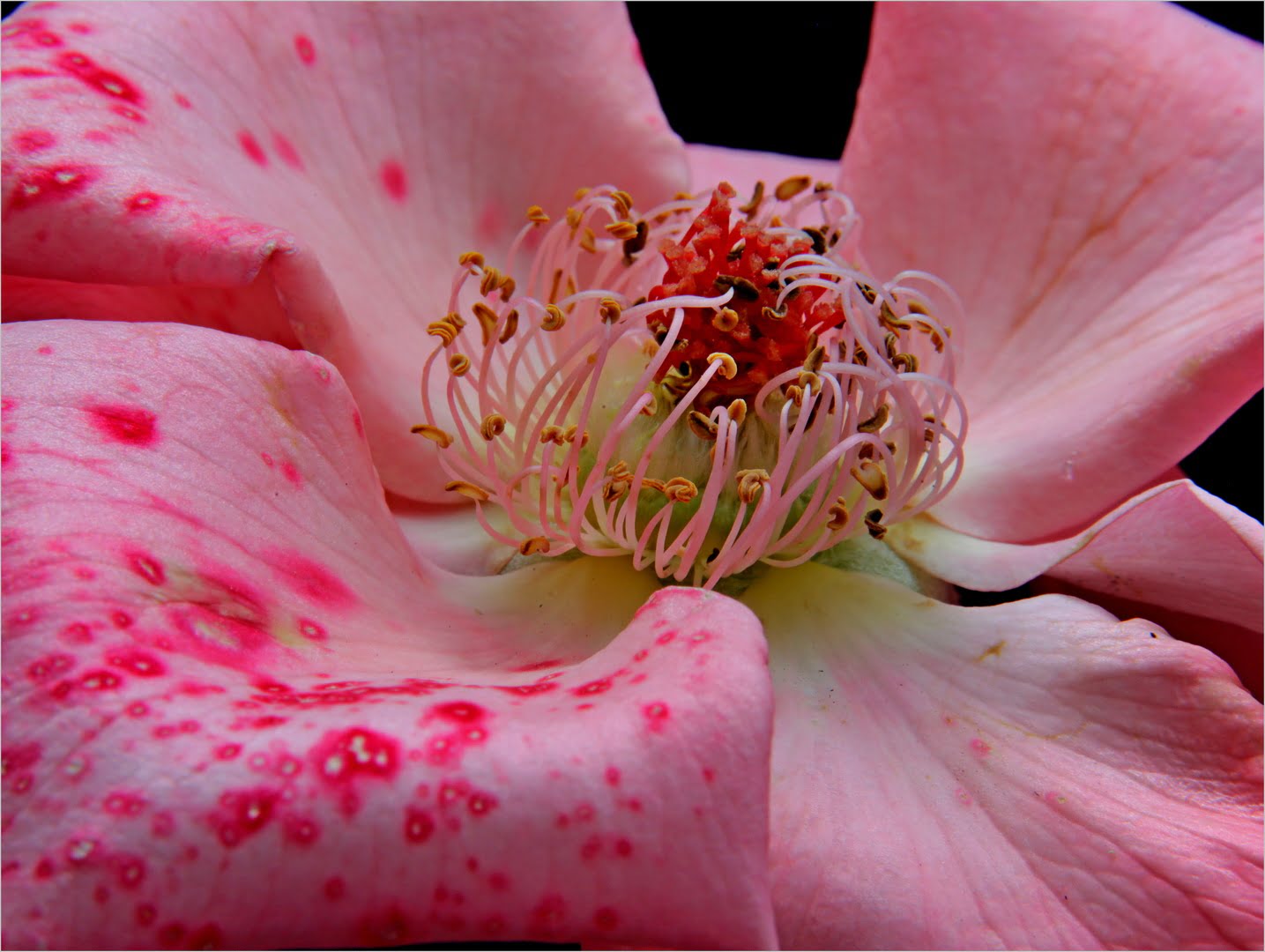 Carla Williams Centre of a rose