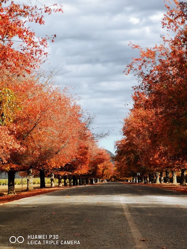 Herfs laning Jaco Winterbach 