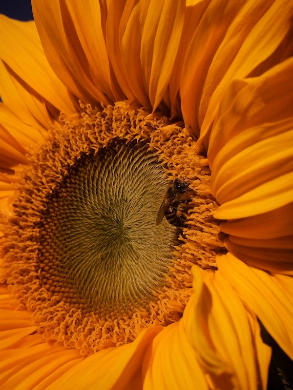 Wenner Selfoon kamera foto Maretha Kotze Busy bee