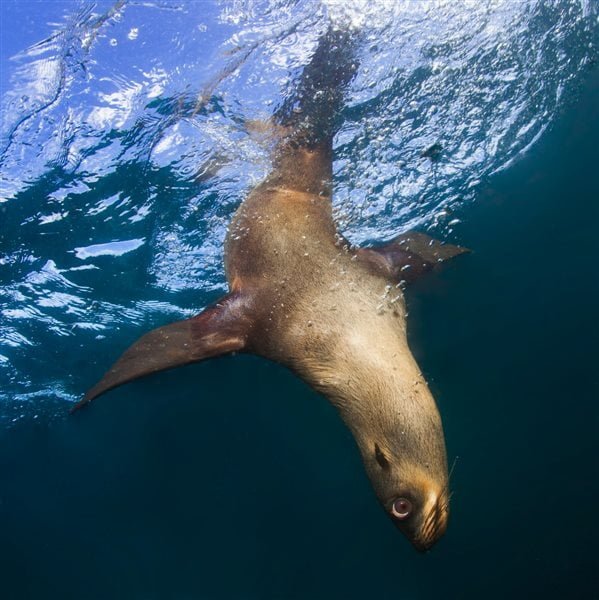 a Winner - Dudley Kelbe - PSSA - Cape Fur Seal