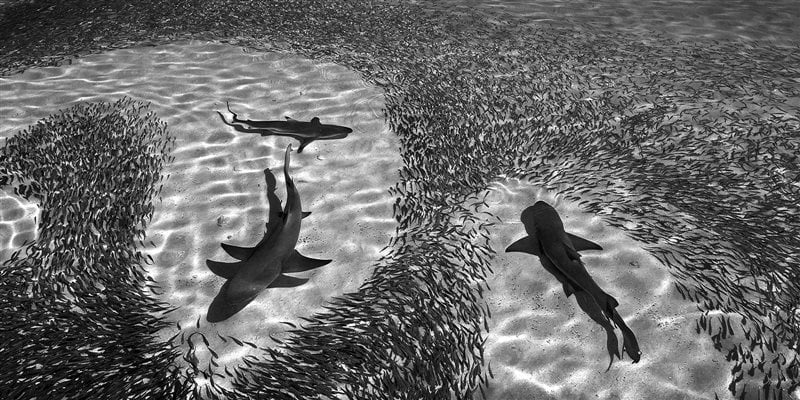 a Winner - Janine Walters - APA - Shark Patterns