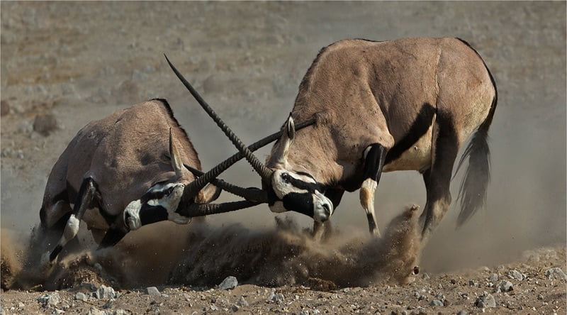 AFO Photography Club Andre Ligthelm Serious fight