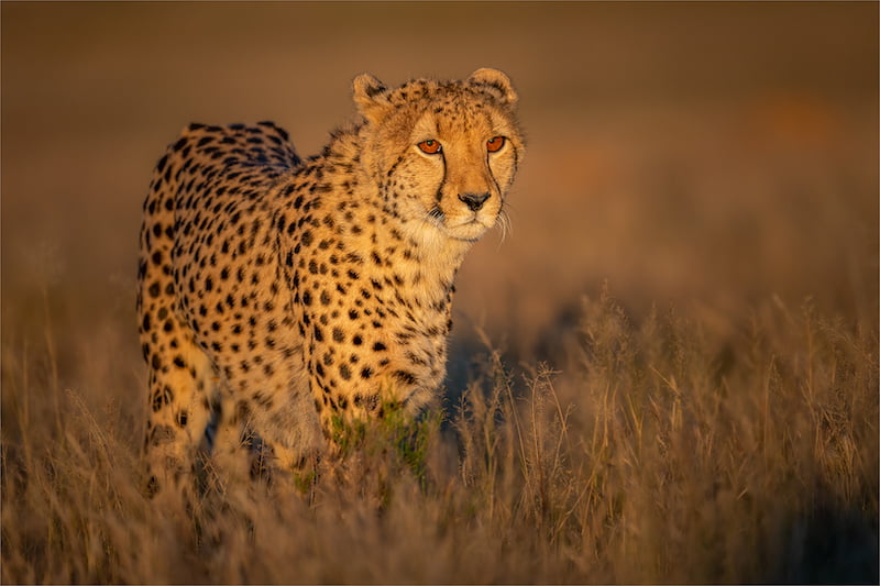 AFO Photography Club   Johan Greyling   Cheetah in the early morning light