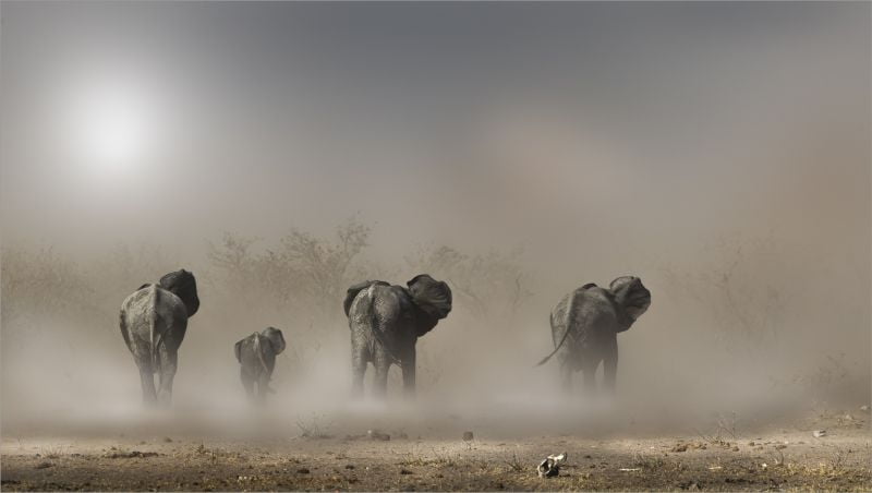 ANNEMARIE DU PLESSIS - Southern Suburbs Camera Club - Giants in the Dust