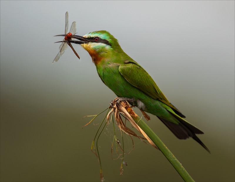 Alberton Camera Club Ben Botha Catch