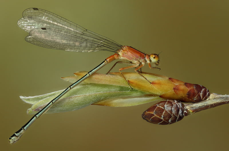 Boksburg Camera Club Nico Hattingh Damselfly