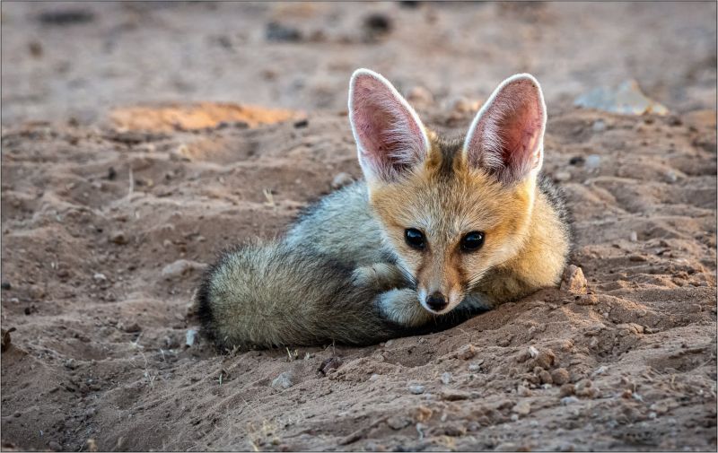 Creative Camera Club - Chris Kinross - Cape Fox