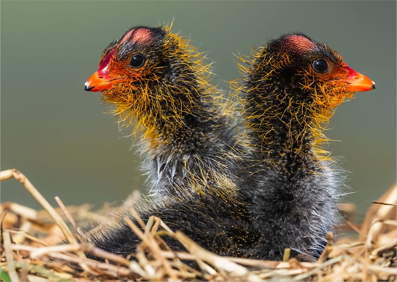 DR PJS JOUBERT-Kriel Foto Club-RED-KNOBBED COOTS LOOKING FOR THE MOTHER