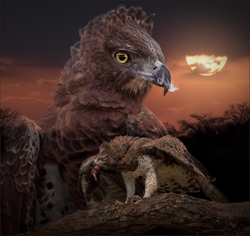 Dries Fourie Vereeniging Photographic Society Martial Eagle biggest eagle in Africa