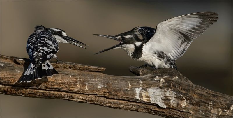 Eric Bosman - Kriel Foto Club - Feed me