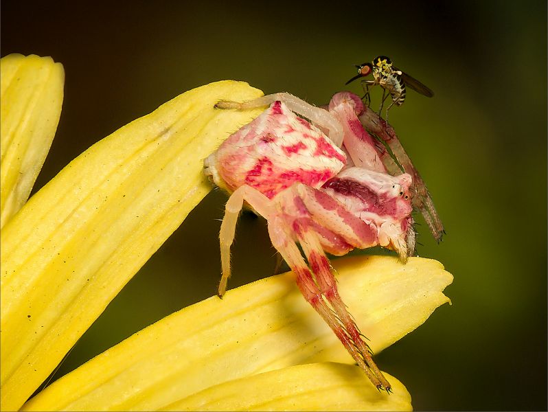 Haig Fourie - Vanderbijlpark Fotografiese Vereniging - Cheeky