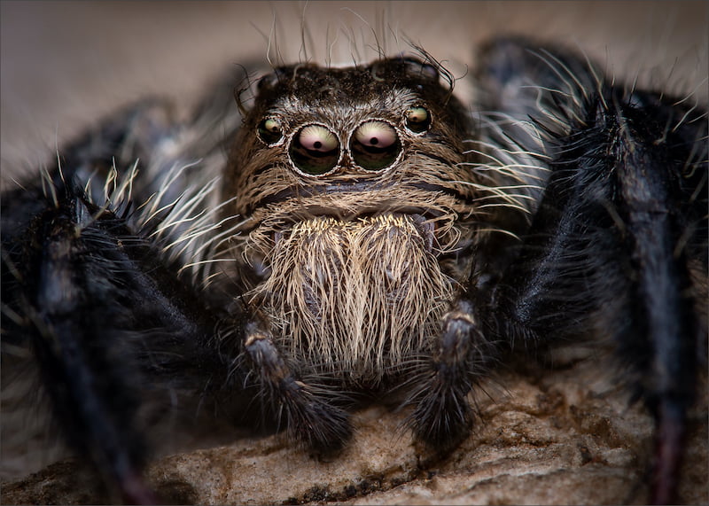 Hannes Claassens   Midlens Fotoklub   African giant jumping spider