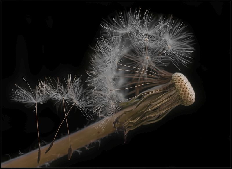 Harties Fotografie Studiegroep - Elsa van Dyk - Only a few seeds left