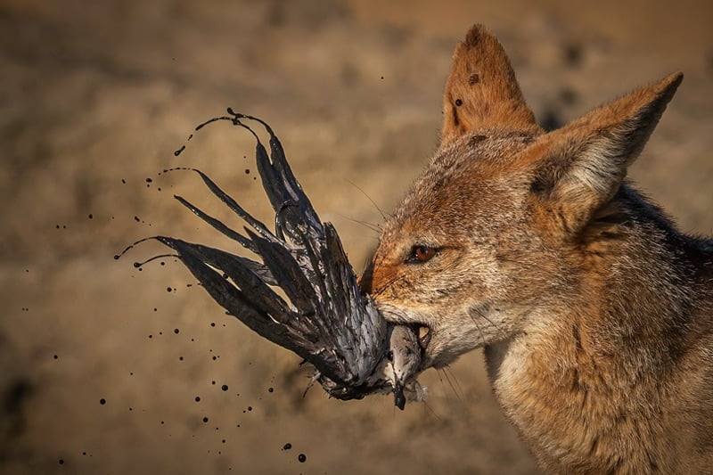 Hibiscus Coast Photographic Society Kathy Kay Jackal with Prize