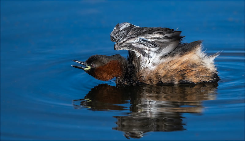 Kriel Foto Club STEYN JOUBERT LITTLE CREBE CALLING