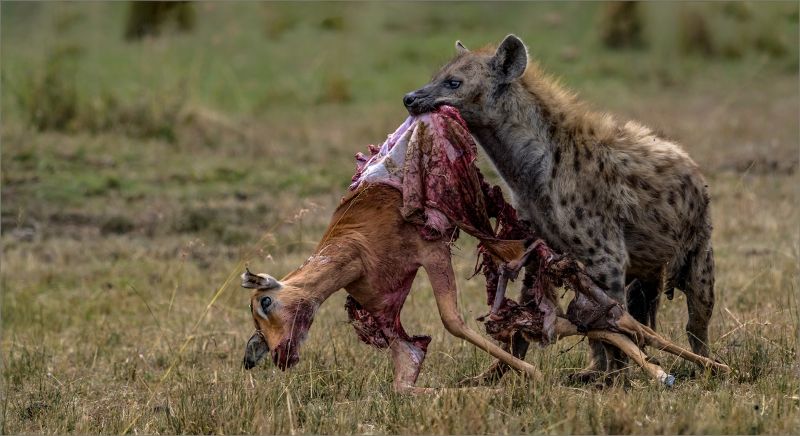 Leon Venter - Bethal Fotografie Klub - HYENA STOLE CHEETAH KILL