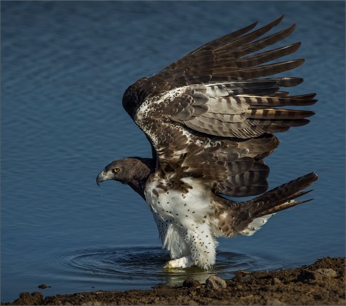Leon Venter - Bethal Fotografie Klub - MARTIAL EAGLE BATHING