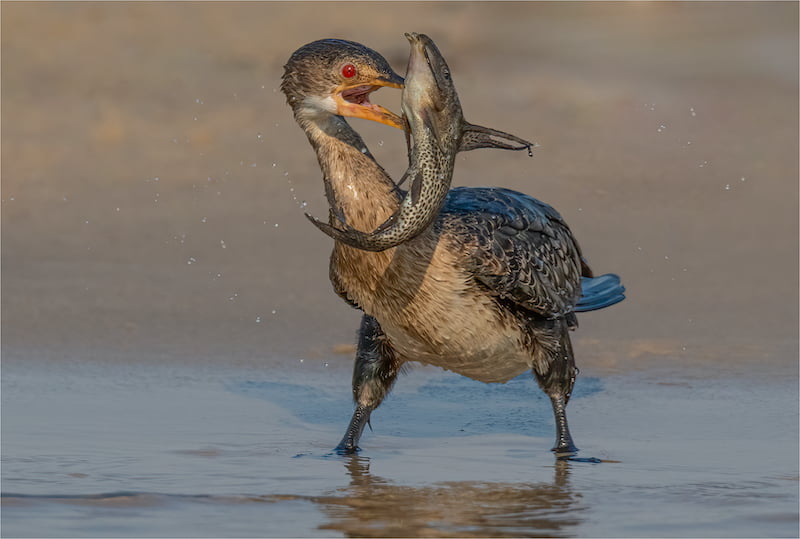 Tania CHOLWICH AFO Photography Club Reed Cormorant Catching Fish