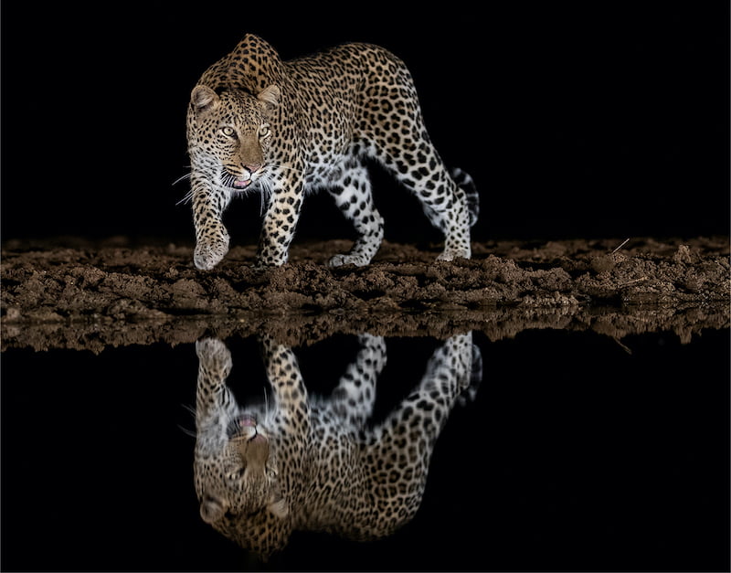 Tygerberg Photographic Society Erwin Kruger Haye Leopard reflected