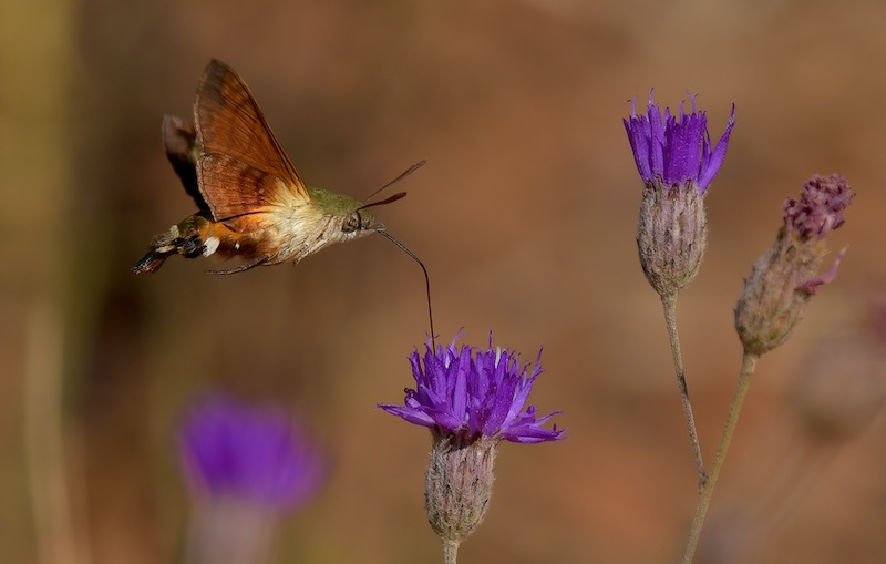 Photographic Society Of South Africa