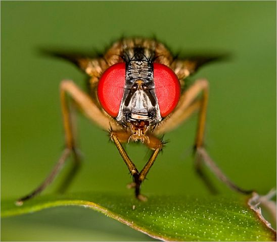 Annale van Schijndel S Fly pirate