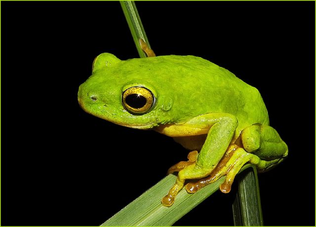 Bennie du Plooy S Green Prince-Bennie du Plooy