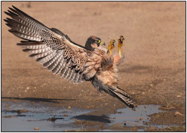 Billy Steenkamp S-Adrenaline Falcon-Billy Steenkamp