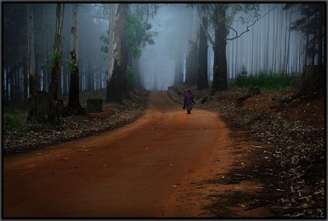 S Willem Davel - koue woud