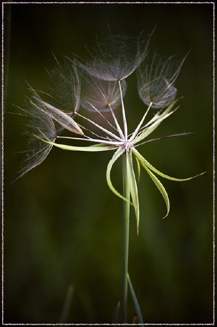 Charlaine Gerber S-Sambreeltjies in die wind-Charlaine Gerber