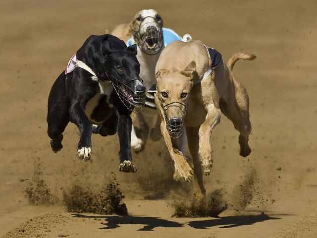 12  Coerie Ferreira S Cut him out-Coerie Ferreira