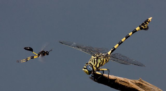 24  Francois Loubser S dragon and wasp-Francois Loubser