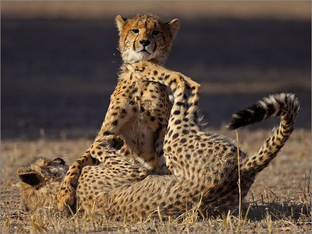 27  Francois vd Watt S Cheetah cubs playing-Francois vd Watt