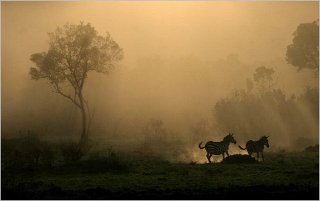 28  Frank Reuvers S Zebra Trek Frank Reuvers