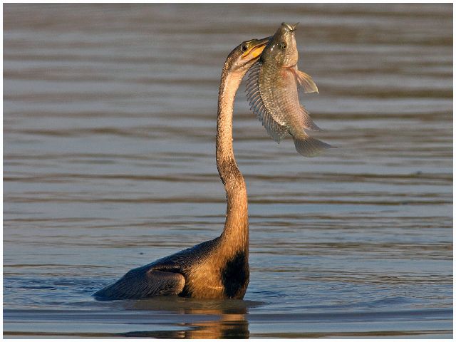 30  Gerhard Geldenhuys S Darted-Gerhard Geldenhuysgeldenhuys