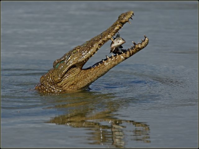 32  Gideon Botes S Krokodil Happie - Gideon Botes