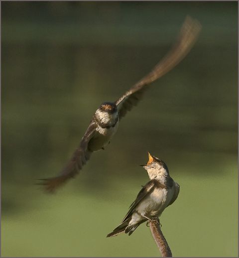 Barn Swallow -Percy Mitchell