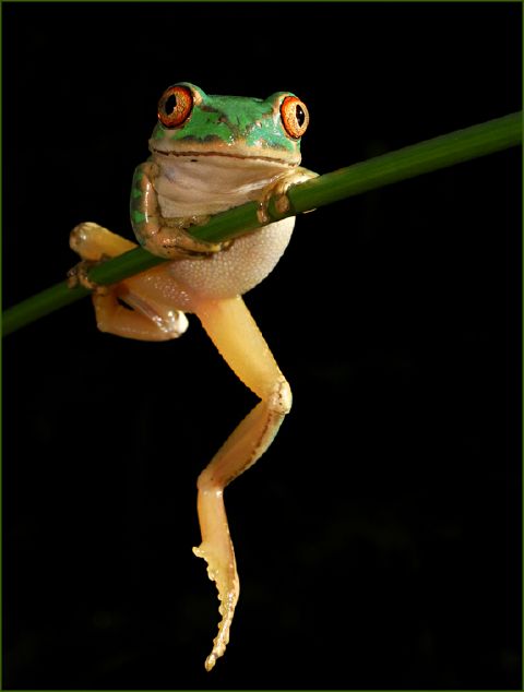 Hendrik Louw S Hang on - Hendrik Louw