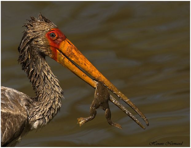 S stork with frog-hennie niemand